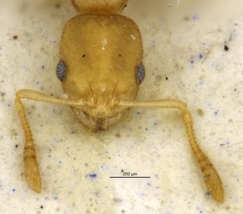 Media type: image;   Entomology 16562 Aspect: head